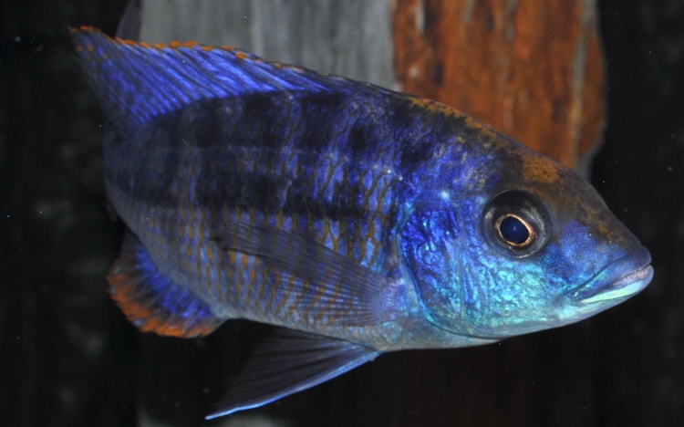 Protomelas spilonotus 'Mara Rocks'